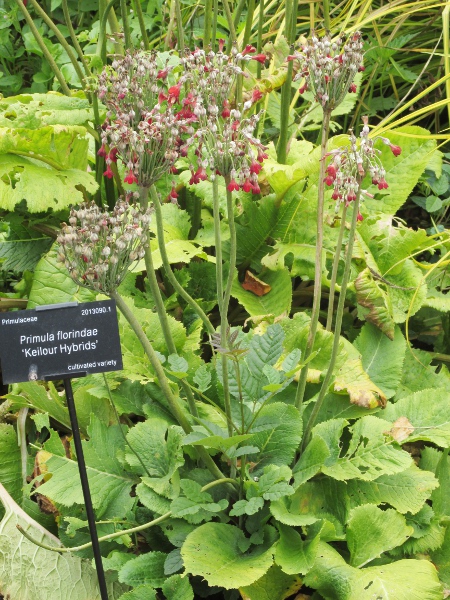 Tibetan cowslip / Primula florindae: _Primula florindae_ is a Tibetan species that has been taken into cultivation and then planted at several sites in Great Britain.