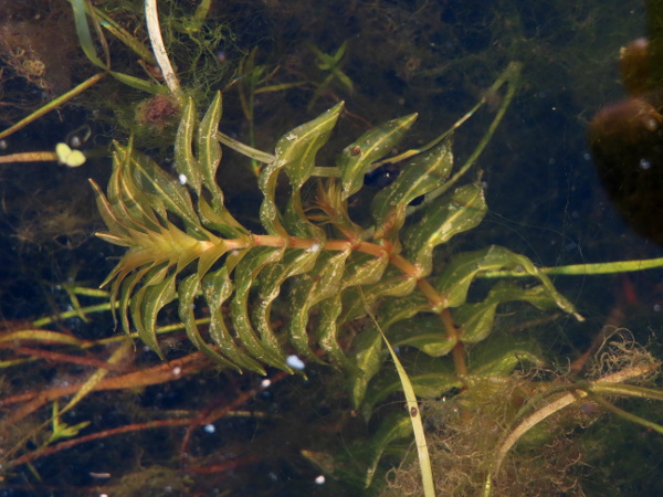 opposite-leaved pondweed / Groenlandia densa