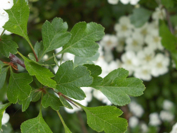 Midland hawthorn / Crataegus laevigata: _Crataegus laevigata_ is similar to _Crataegus monogyna_, but its leaves are much less divided, with veins that bend towards the apex, rather than away; it is mostly found in central and south-eastern England.