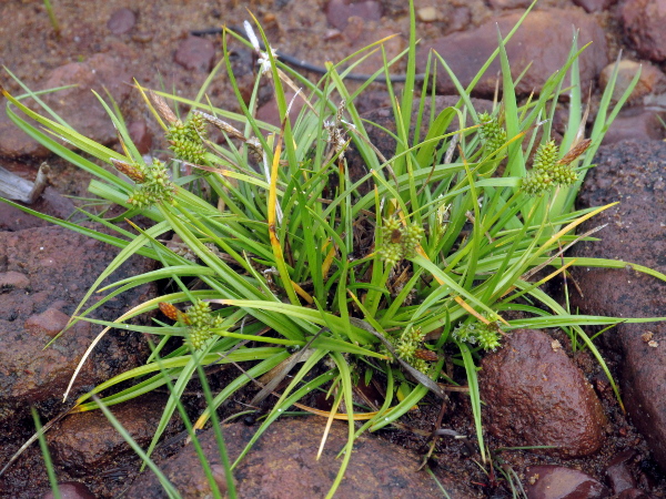 small-fruited yellow sedge / Carex viridula: _Carex oederi_ is a mostly coastal yellow sedge that has all its female spikes tightly clustered together, unlike _Carex demissa_, in which the lowest one is more distant.