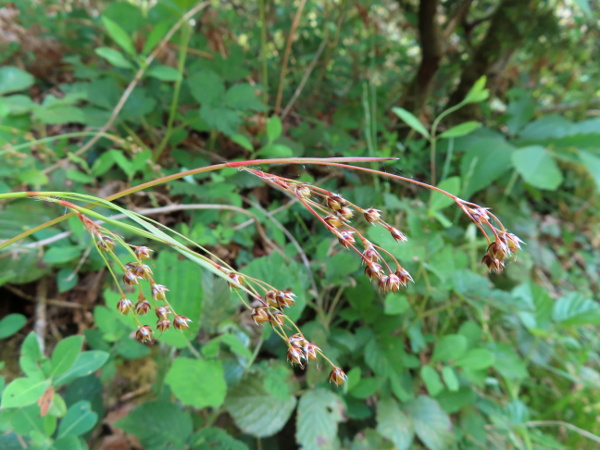 southern wood-rush / Luzula forsteri: _Luzula forsteri_ is very similar to _Luzula pilosa_ but with narrower leaves. The two species hybridise to produce _Luzula_ × _borreri_.