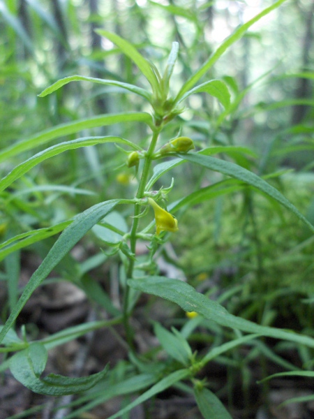 small cow-wheat / Melampyrum sylvaticum: The ‘lower jaw’ of the flowers mouth gapes open in _Melampyrum sylvaticum_, rather than jutting forward, as in _Melampyrum pratense_.