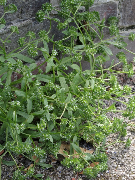 keeled-fruited corn-salad / Valerianella carinata: _Valerianella carinata_ grows in bare, rocky ground, mostly in the south-western half of the British Isles.