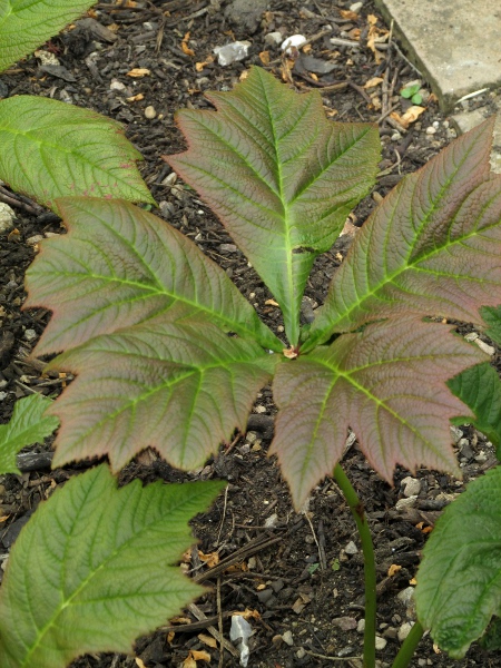 rodgersia / Rodgersia podophylla: _Rodgersia popophylla_ is native to Japan and Korea but is sometimes planted along streams and can spread vegetatively.