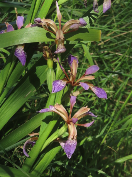 stinking iris / Iris foetidissima: _Iris foetidissima_ is found in hedgebanks, woodland edges and sea-cliffs, especially over calcareous substrates, across England, Wales and parts of Scotland and Ireland; it is probably only native in Wales and the southern half of England.