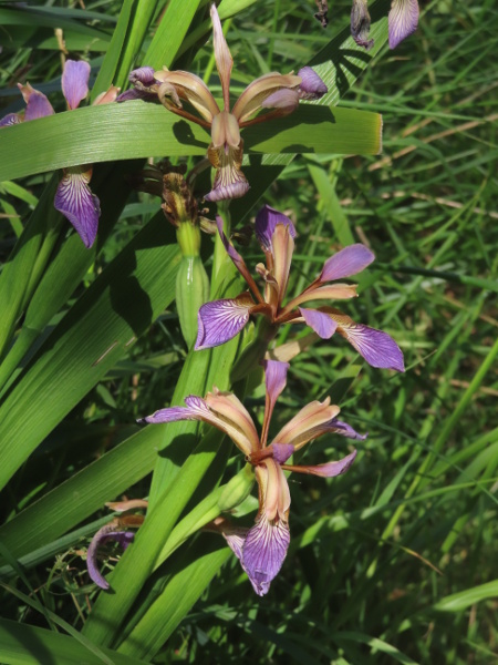 stinking iris / Iris foetidissima