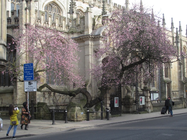 almond / Prunus dulcis: Almond trees are widely planted. This one in the centre of Oxford must be one of the most photographed.