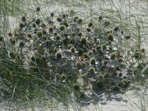 sea holly / Eryngium maritimum