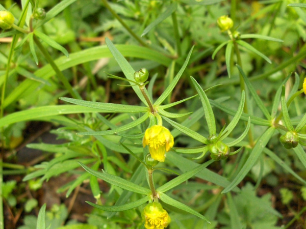 goldilocks buttercup / Ranunculus auricomus: The leaves are divided into very narrow segments.