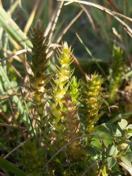 lesser clubmoss / Selaginella selaginoides: _Selaginella selaginoides_ has toothed leaves and produces two kinds of sporangia: 3–4-lobed sporangia that produce megaspores lower down, and unlobed microspore sporangia higher up the stem.