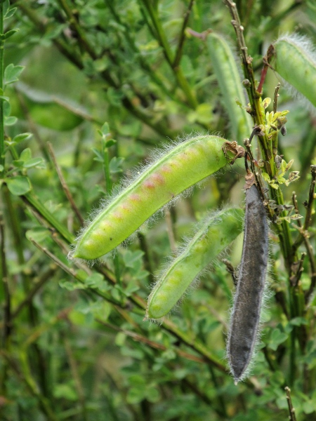 broom / Cytisus scoparius: The pods of _Cytisus scoparius_ have long hairs along the margins.