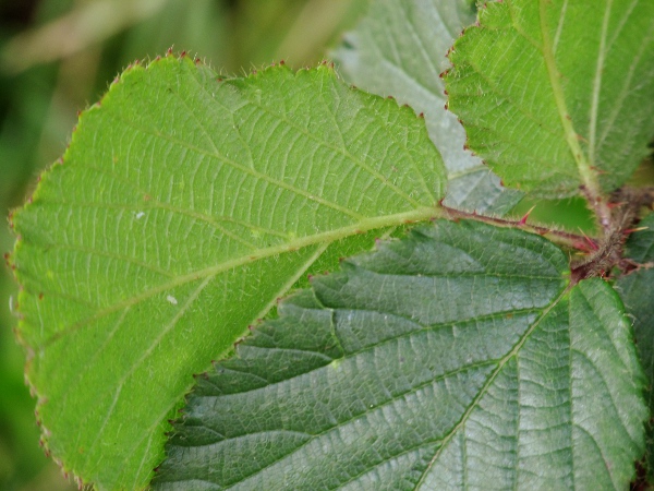 brambles / Rubus ser. Sylvatici: Upper (lower right) and lower (left) surfaces of leaflets