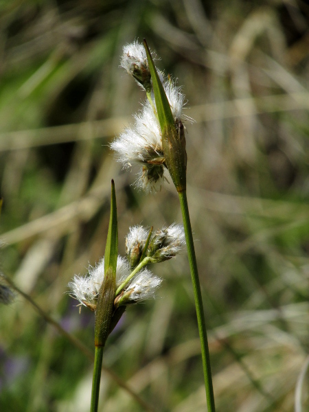 broad-leaved cottongrass / Eriophorum latifolium: In _Eriophorum latifolium_, the pedicels are minutely rough and the glumes are long (>6 mm) with a narrow scarious margin, in contrast with _Eriophorum angustifolium_.