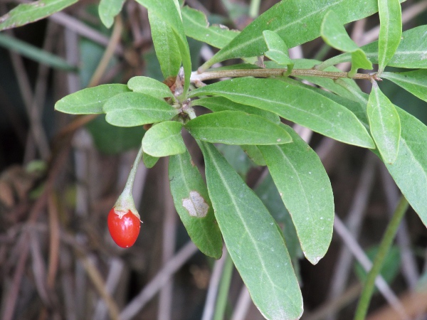 Duke of Argyll’s teaplant / Lycium barbarum: The fruits of _Lycium chinense_ and _Lycium barbarum_ are known as goji berries.