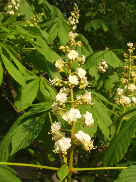 horse chestnut / Aesculus hippocastanum: _Aesculus hippocastanum_ is pollinated by insects and has large, showy, mostly white flowers.