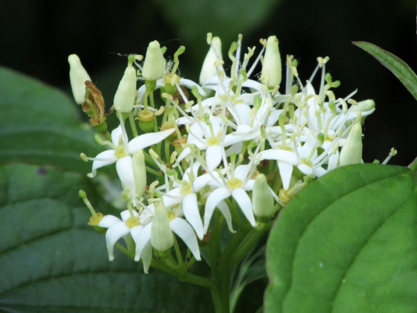 dogwood / Cornus sanguinea: Flowers