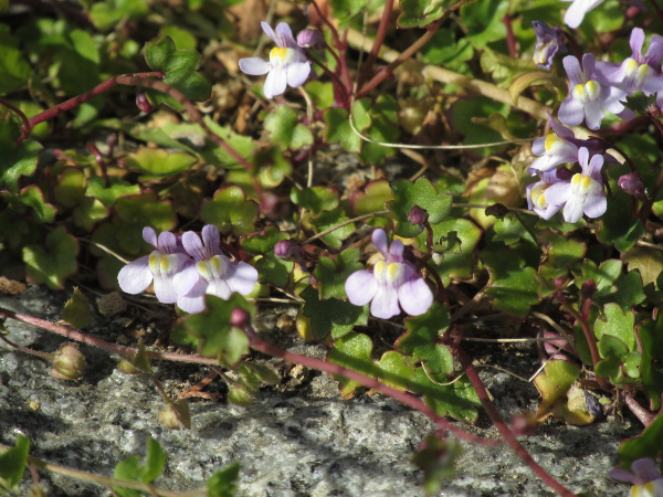 ivy-leaved toadflax / Cymbalaria muralis: _Cymbalaria muralis_ is a common plant that grows on walls and similar habitats.