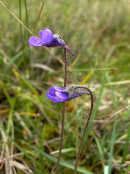common butterwort / Pinguicula vulgaris: Lateral view of flowers