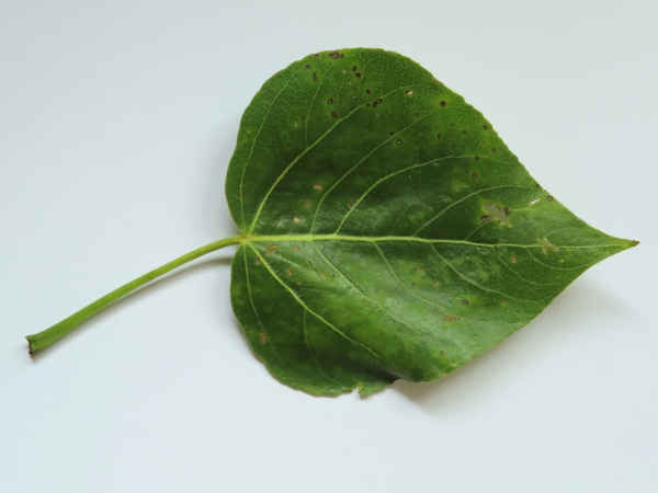 hybrid balsam-poplar / Populus × hastata: The leaves of _Populus_ × _hastata_ are slightly cordate, with a roundish petiole, broadly rounded sides, crenate margins and an acuminate tip.