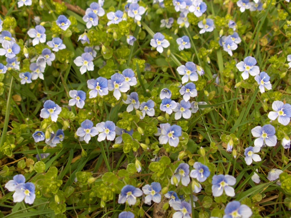 slender speedwell / Veronica filiformis: _Veronica filiformis_ is native to Turkey and the Caucasus but has become naturalised widely across Europe.