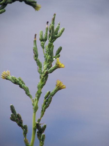 prickly lettuce / Lactuca serriola: Inflorescences