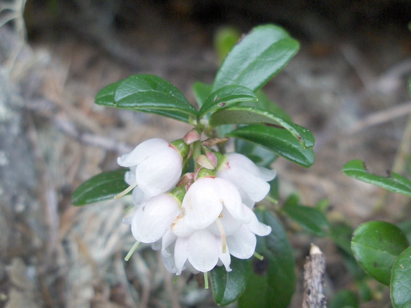cowberry / Vaccinium vitis-idaea: The flowers of _Vaccinium vitis-idaea_ are widest at the mouth, and form in terminal racemes.