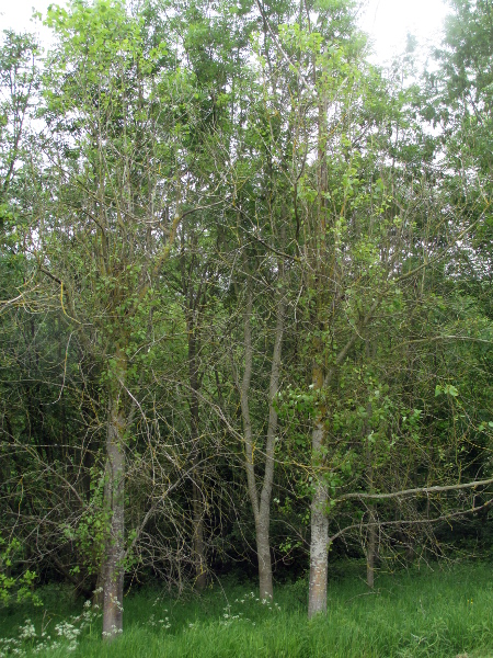 Berlin poplar / Populus × berolinensis: _Populus_ × _berolinensis_ is a formerly popular amenity tree.