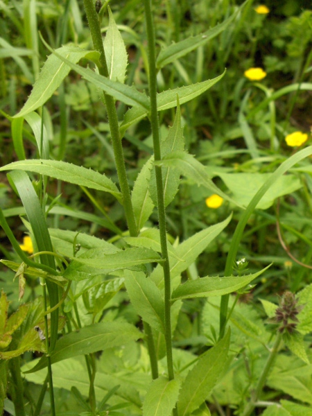 dame’s violet / Hesperis matronalis: Stem and stem-leaves