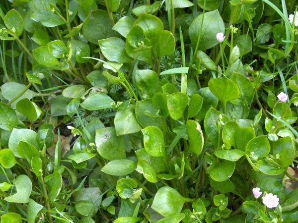 pink purslane / Claytonia sibirica