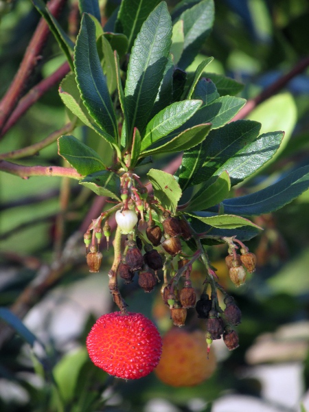 strawberry tree / Arbutus unedo: The fruit of _Arbutus unedo_ is a warty, somewhat strawberry-like berry.