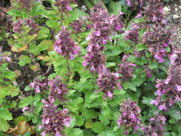 wall germander / Teucrium chamaedrys: Native to Continental Europe, _Teucrium chamaedrys_ is an occasional escape in the British Isles.