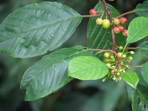 alder buckthorn / Frangula alnus: _Frangula alnus_ grows in bogs and scrub, and is common only in parts of southern England, although it occurs throughout most of England and Wales and in central Ireland.