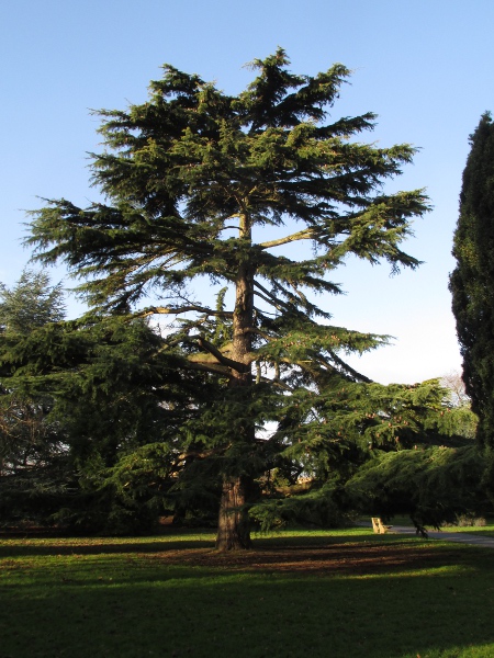 deodar / Cedrus deodara