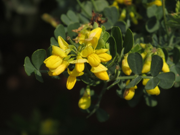 shrubby scorpion-vetch / Coronilla valentina: The claw (narrow part) of the wing and standard petals are only slightly longer than the calyx in _Coronilla valentina_, distinguishing it from _Hippocrepis emerus_.