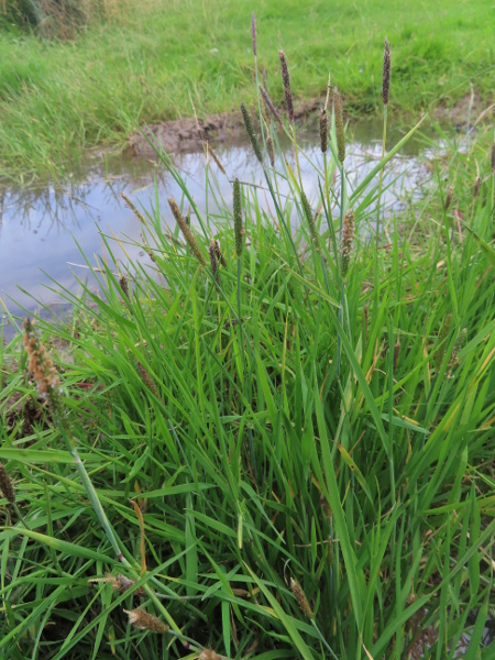 marsh foxtail / Alopecurus geniculatus: _Alopecurus geniculatus_ is a very widespread grass, typically found in wet, winter-flooded sites.