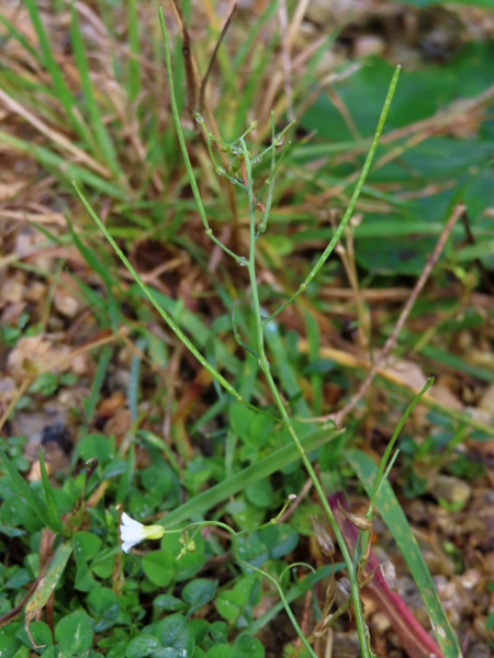 sand rock-cress / Arabidopsis arenosa: The fruits of _Arabidopsis arenosa_ are very long and narrow.