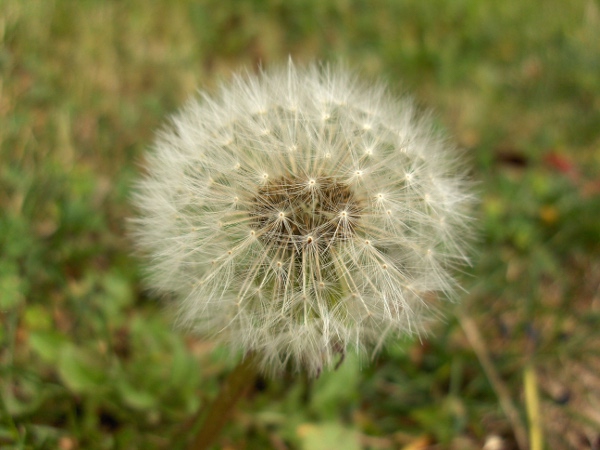 dandelions / Taraxacum sect. Taraxacum: The seed-head of _Taraxacum_ is the familiar ‘dandelion clock’.