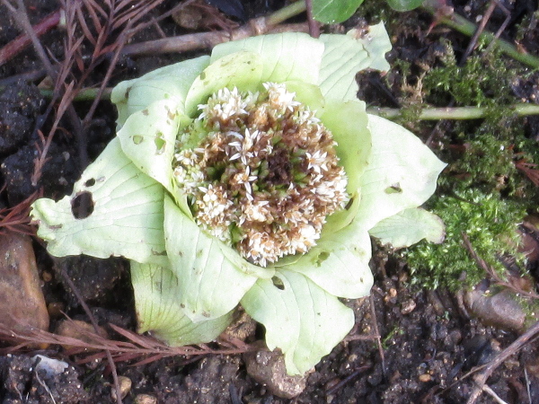 giant butterbur / Petasites japonicus