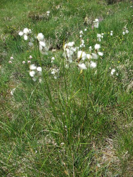 broad-leaved cottongrass / Eriophorum latifolium: _Eriophorum latifolium_ is rarer than _Eriophorum angustifolium_ and usually grows in less acidic places; its stems are bluntly triangular with a close-fitting upper leaf sheath, and its leaves are flat with only a short pyramidal tip.