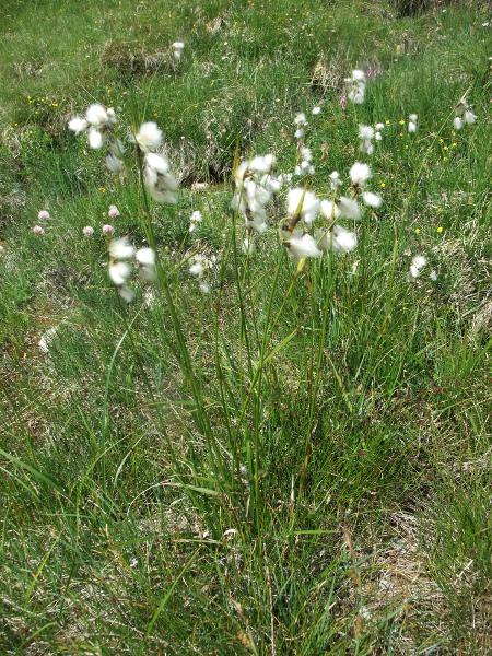 broad-leaved cottongrass / Eriophorum latifolium