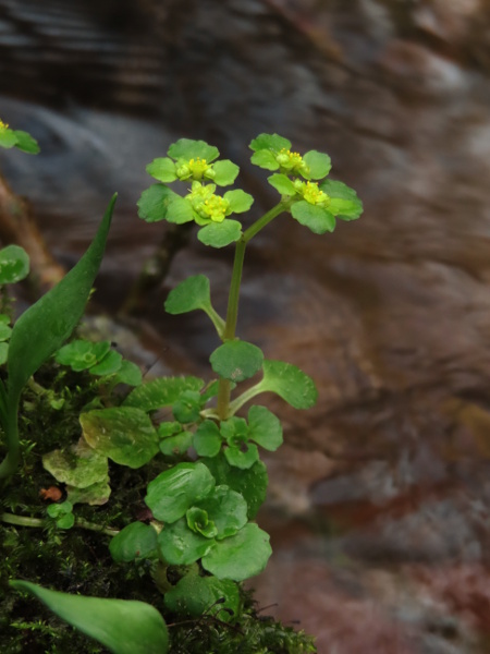 opposite-leaved golden saxifrage / Chrysosplenium oppositifolium: _Chrysosplenium oppositifolium_ has smaller leaves than _Chrysosplenium alternifolium_, and they are cuneate and alternate, not cordate and opposite.