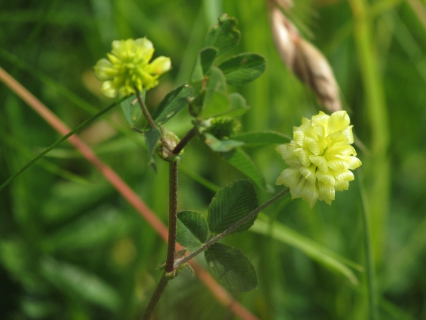 hop trefoil / Trifolium campestre: _Trifolium campestre_ has larger flowers than _Trifolium dubium_ and _Trifolium micranthum_, with particularly the lowest flowers pale yellow rather than bright yellow.