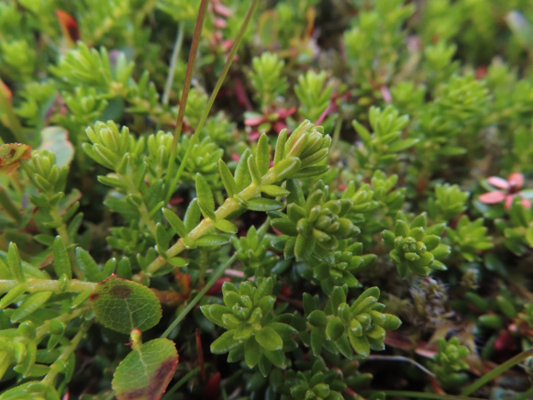 hermaphroditic crowberry / Empetrum nigrum subsp. hermaphroditum: _Empetrum nigrum_ subsp. _hermaphroditum_ grows at somewhat higher altitudes than _Empetrum nigrum_ subsp. _nigrum_, and has shorter, rounder leaves.