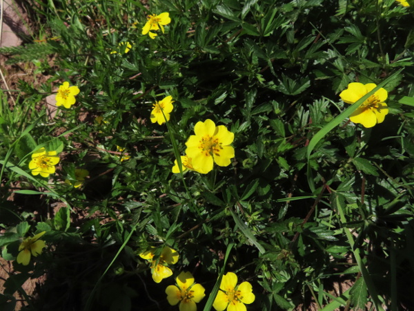 trailing tormentil / Potentilla anglica