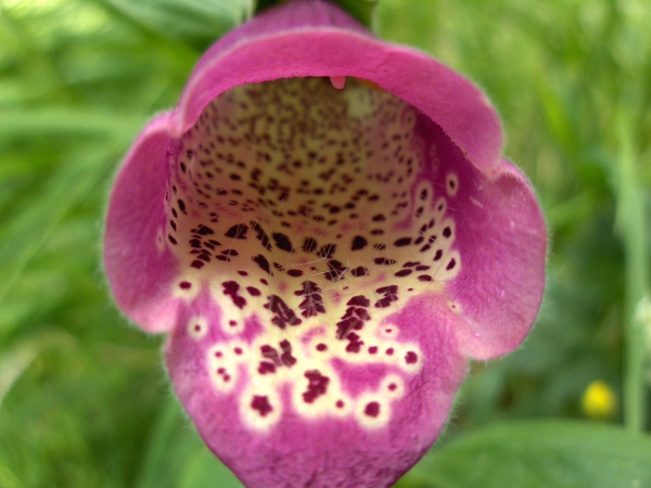 foxglove / Digitalis purpurea: _Digitalis purpurea_ is pollinated by bumblebees.