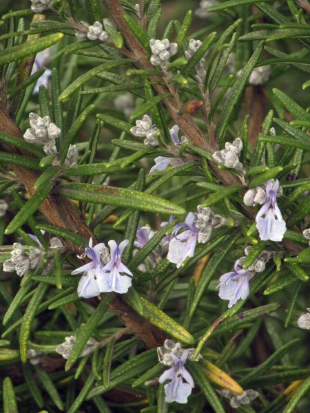 rosemary / Rosmarinus officinalis: _Rosmarinus officinalis_ is a popular garden plant and culinary herb.