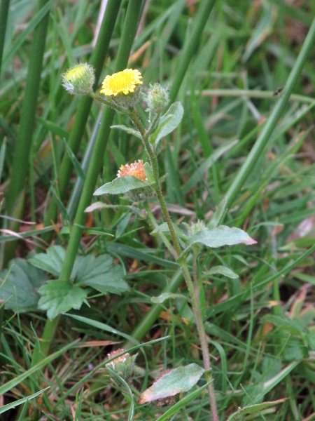 small fleabane / Pulicaria vulgaris