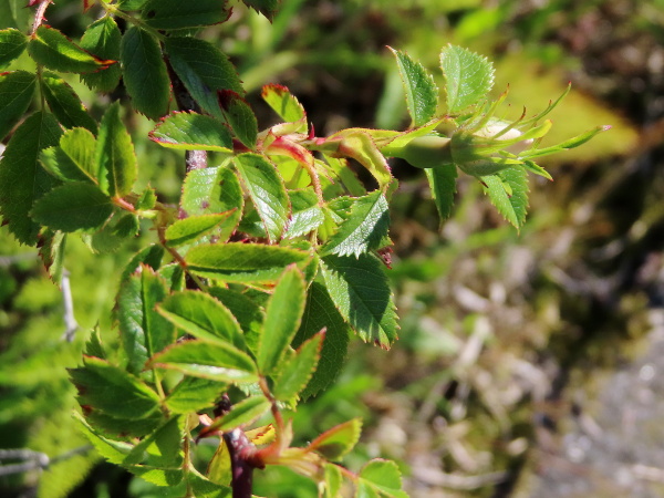 short-styled field rose / Rosa stylosa: The leaves of _Rosa stylosa_ are uniserrate, and the sepals are richly lobed.