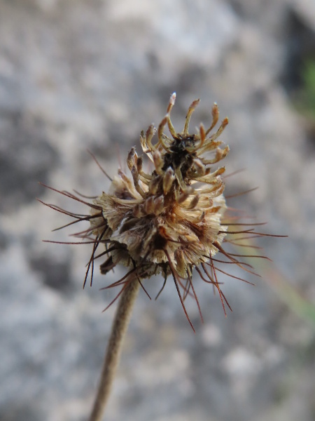 small scabious / Scabiosa columbaria