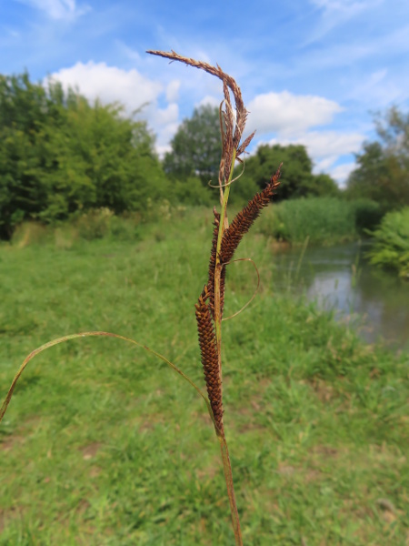 slender tufted sedge / Carex acuta